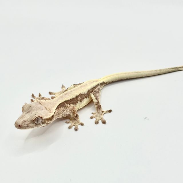 릴리 세이블