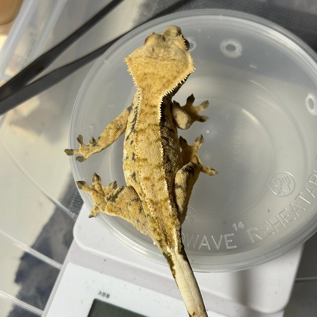 노멀 드리피 화이트스팟