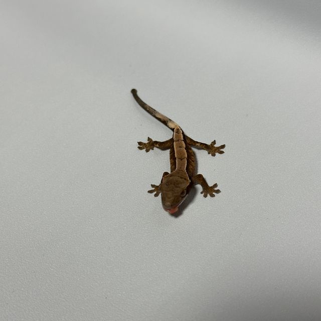 세이블