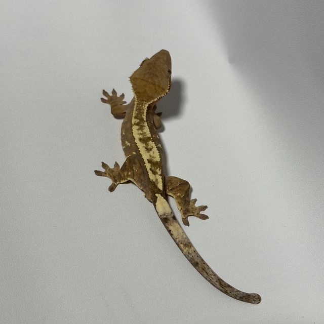 세이블