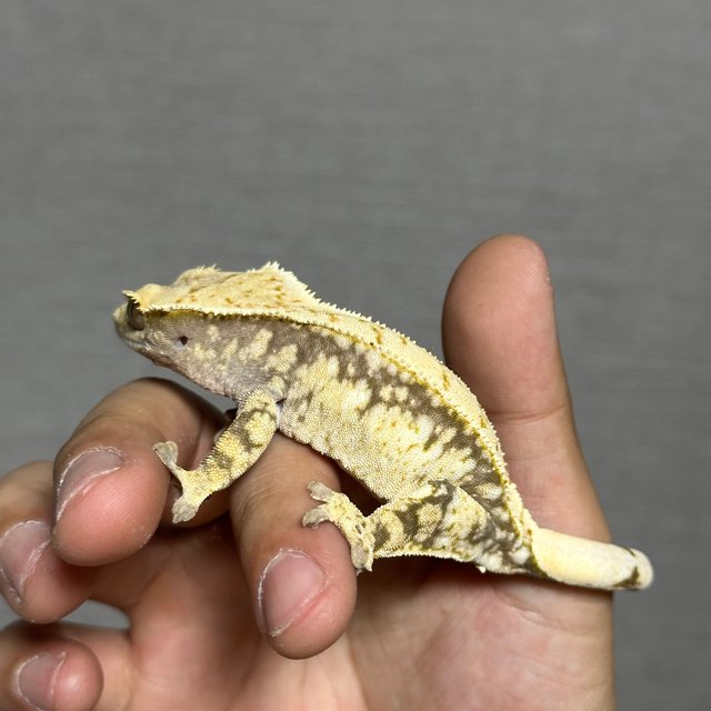 노멀 화이트스팟 드리피