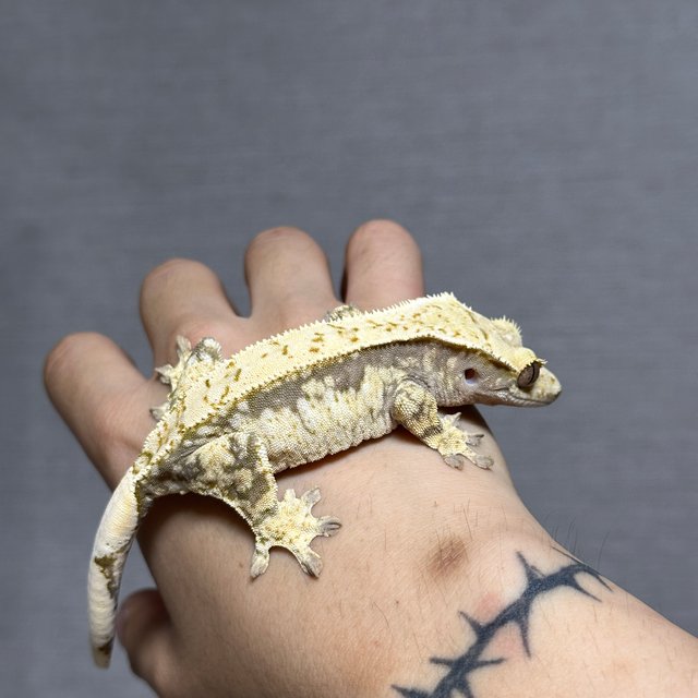 노멀 화이트스팟 드리피