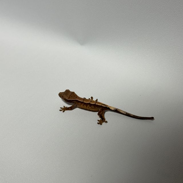 세이블