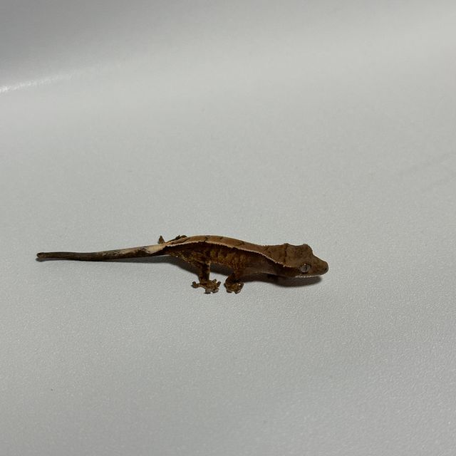 세이블