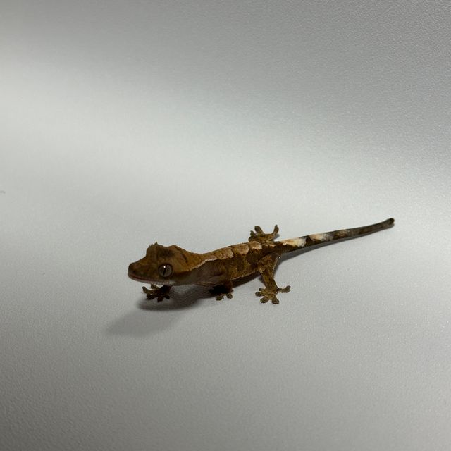 세이블