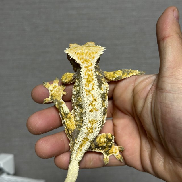 노멀 트라이 드리피 화이트스팟