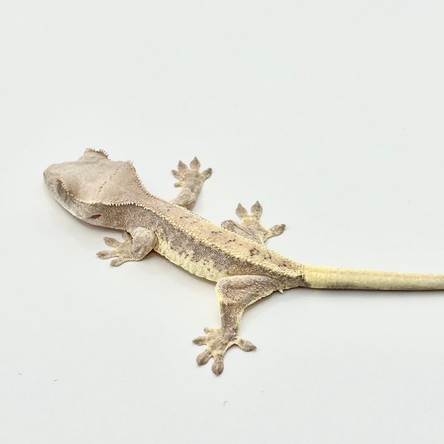 릴리 세이블