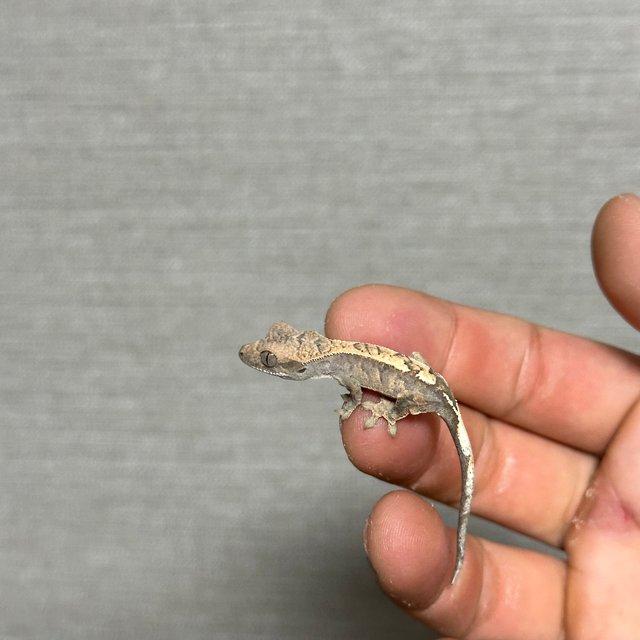 100%헷아잔틱 세이블