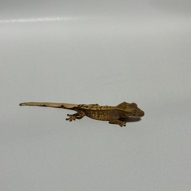 노멀