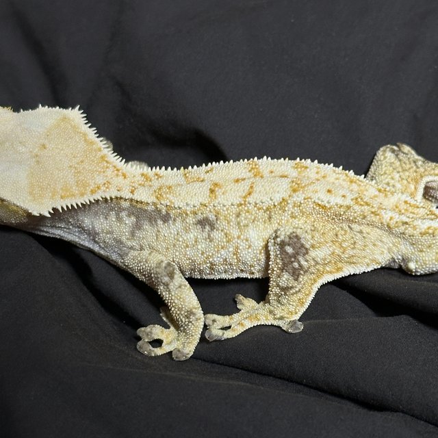 노멀 드리피 화이트스팟 화이트포트홀