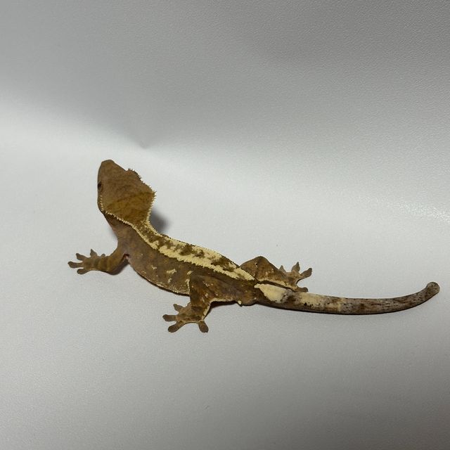 세이블