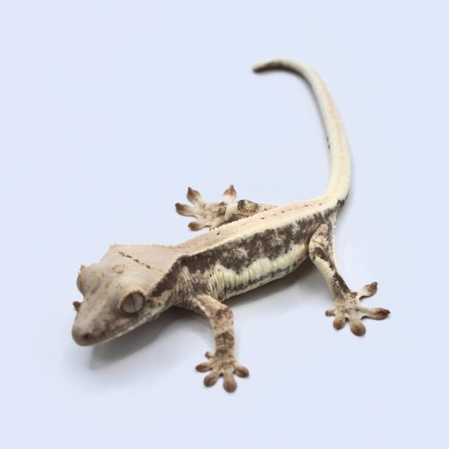 릴리화이트