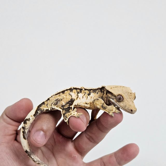 노멀 타이거