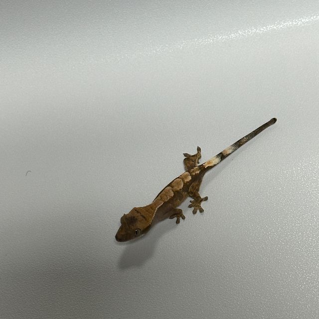세이블