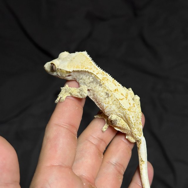 노멀 드리피 화이트스팟 화이트포트홀