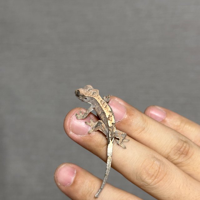 100%헷아잔틱 세이블