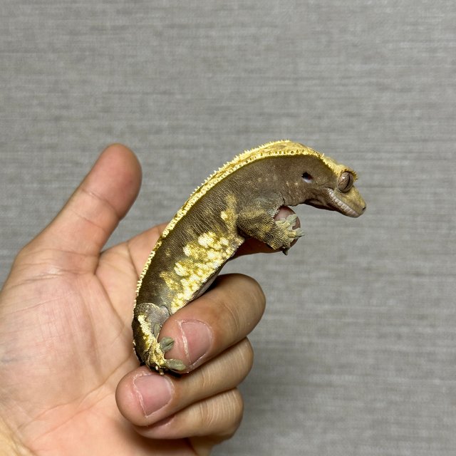 노멀 핀스트라이프 화이트포트홀 화이트스팟