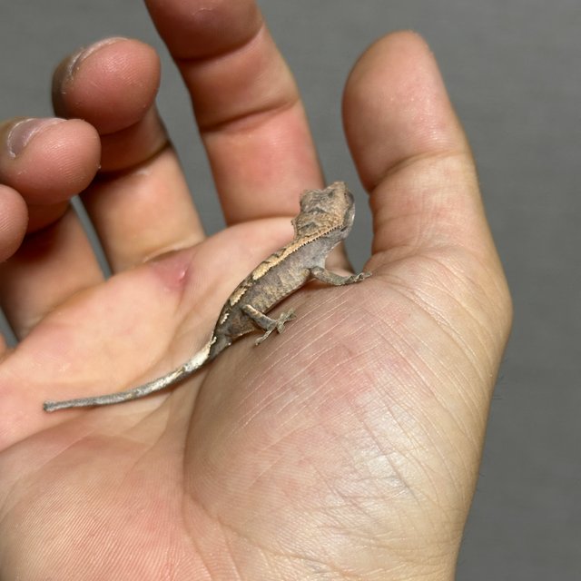 100%헷아잔틱 세이블