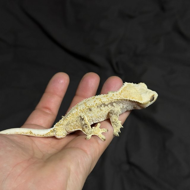 노멀 드리피 화이트스팟 화이트포트홀