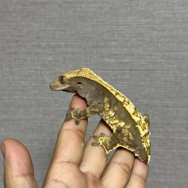 노멀 핀스트라이프 화이트포트홀 화이트스팟