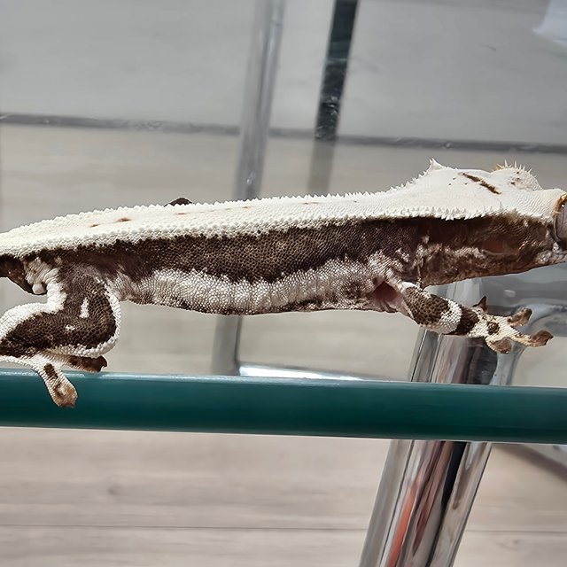 릴리화이트 화이트