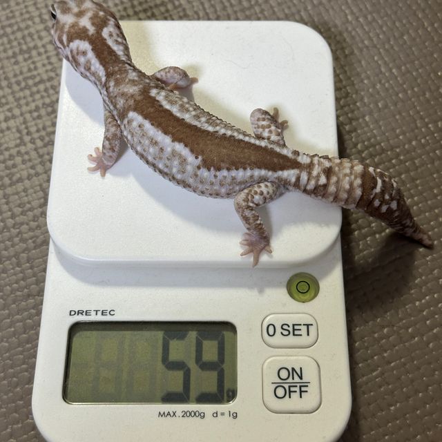 오레오 줄루 헷 고스트