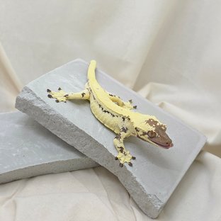 릴리 세이블