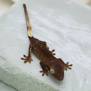 화이트포트홀 챠콜