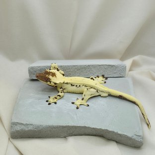 릴리 세이블