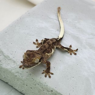 챠콜 팬텀 프라푸치노