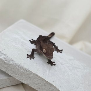 슈퍼스트라이프 챠콜 팬텀 카푸치노