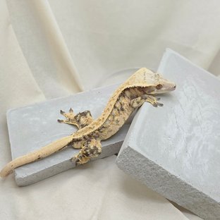 노멀 핀스트라이프 드리피 화이트스팟 풀핀 텐저린