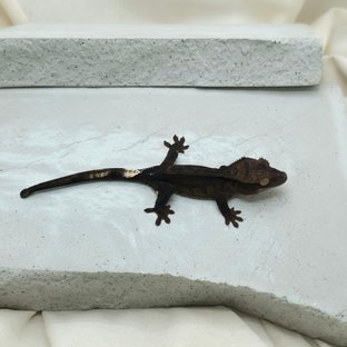 알티 챠콜
