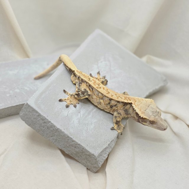 노멀 핀스트라이프 드리피 화이트스팟 풀핀 텐저린