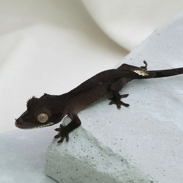 챠콜 팬텀 카푸치노