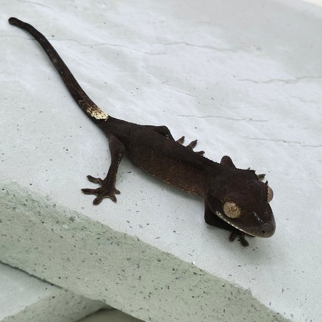 챠콜 팬텀 카푸치노