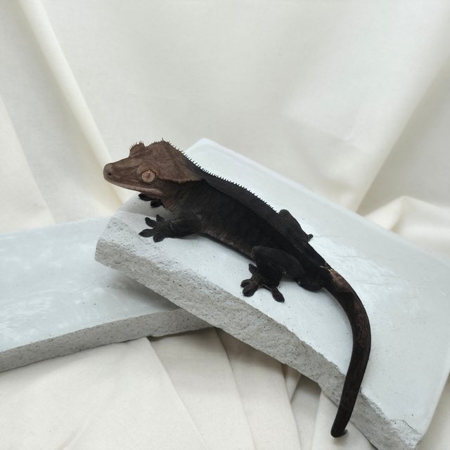 챠콜 팬텀 카푸치노