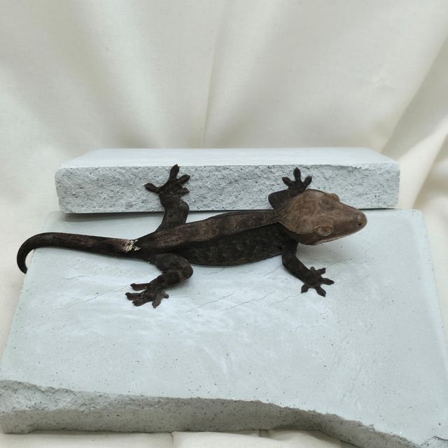 챠콜 팬텀 카푸치노