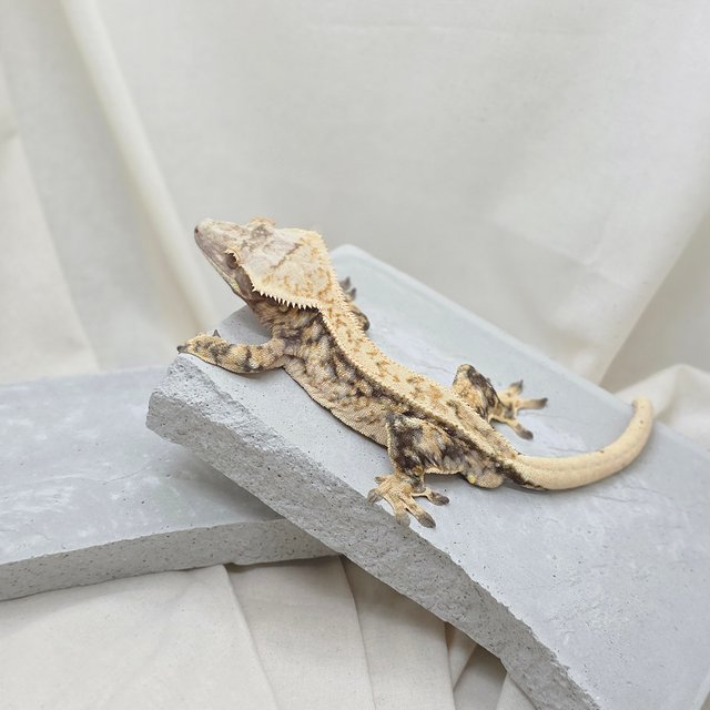 노멀 핀스트라이프 드리피 화이트스팟 풀핀 텐저린