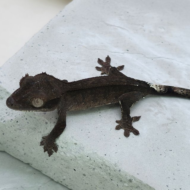 슈퍼스트라이프 챠콜 팬텀 카푸치노