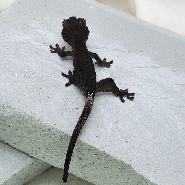 슈퍼스트라이프 챠콜 팬텀 카푸치노