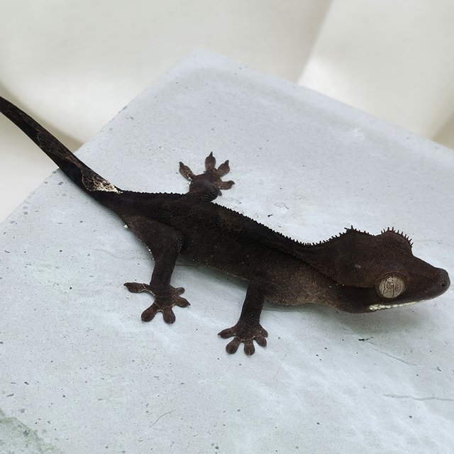 챠콜 팬텀 카푸치노