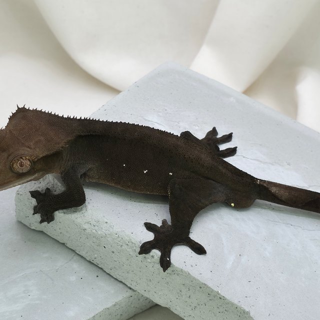 화이트포트홀 챠콜