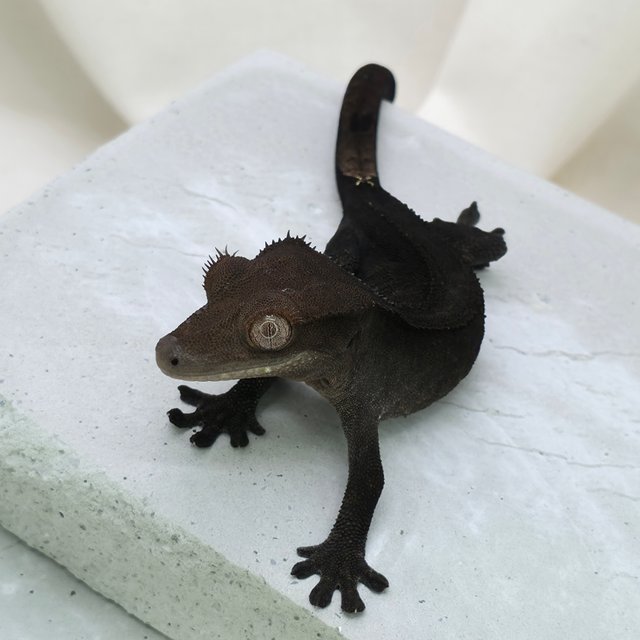 슈퍼스트라이프 챠콜 팬텀 카푸치노