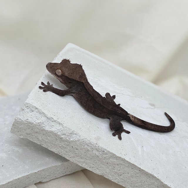 슈퍼스트라이프 챠콜 팬텀 카푸치노