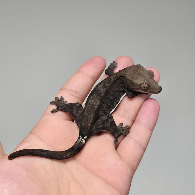 챠콜 팬텀 카푸치노