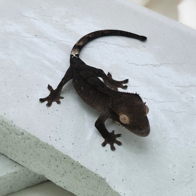 챠콜 팬텀 카푸치노