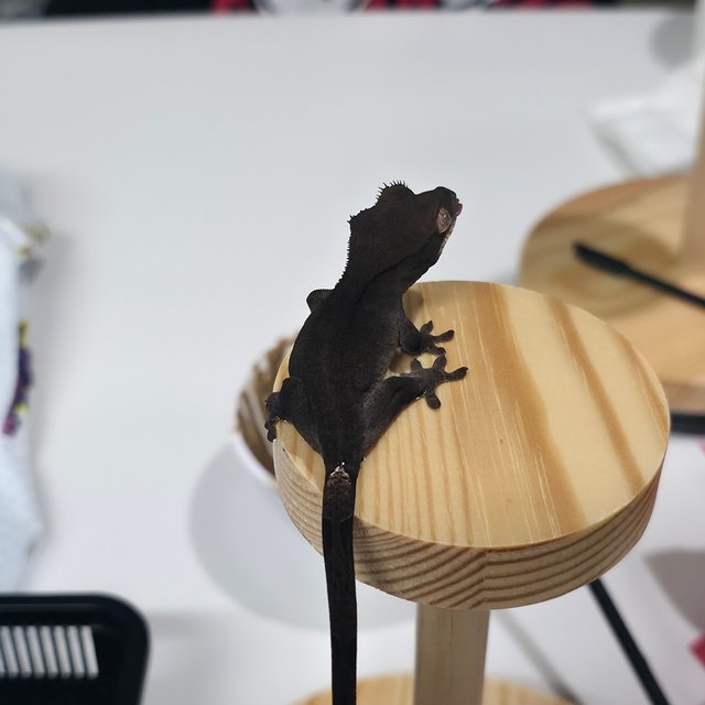 챠콜 팬텀 카푸치노