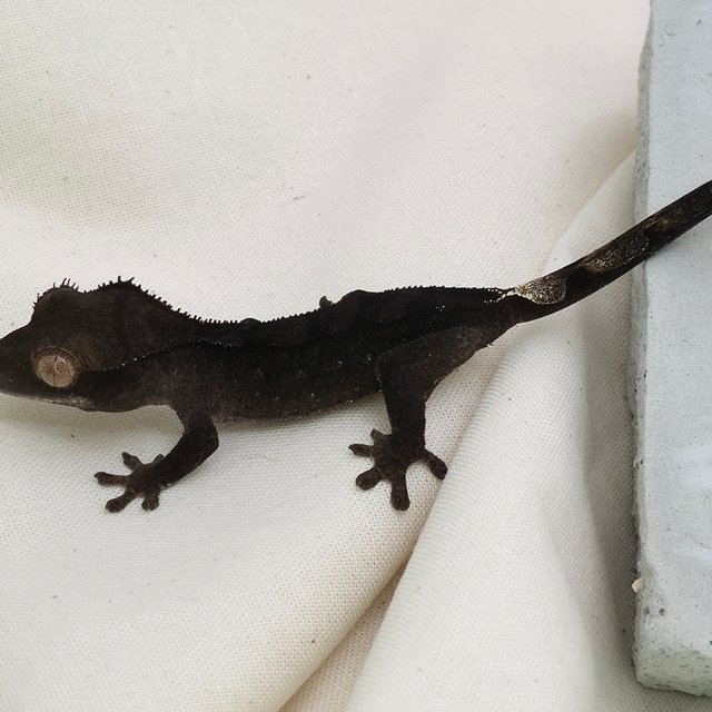 챠콜 팬텀 카푸치노