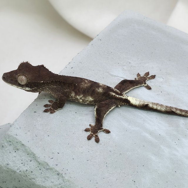 챠콜 팬텀 프라푸치노